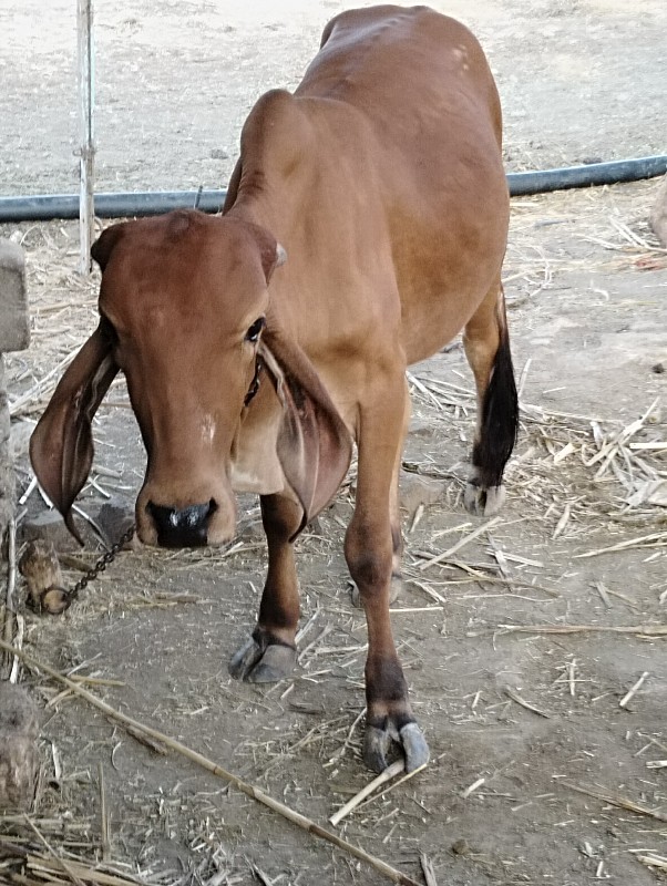 ઓડકી વેચવાની છે