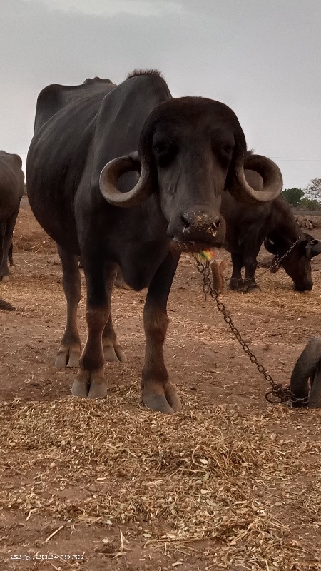 ખડેલી