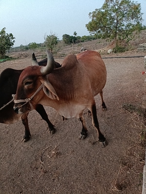 બળદ વેચવાના છે