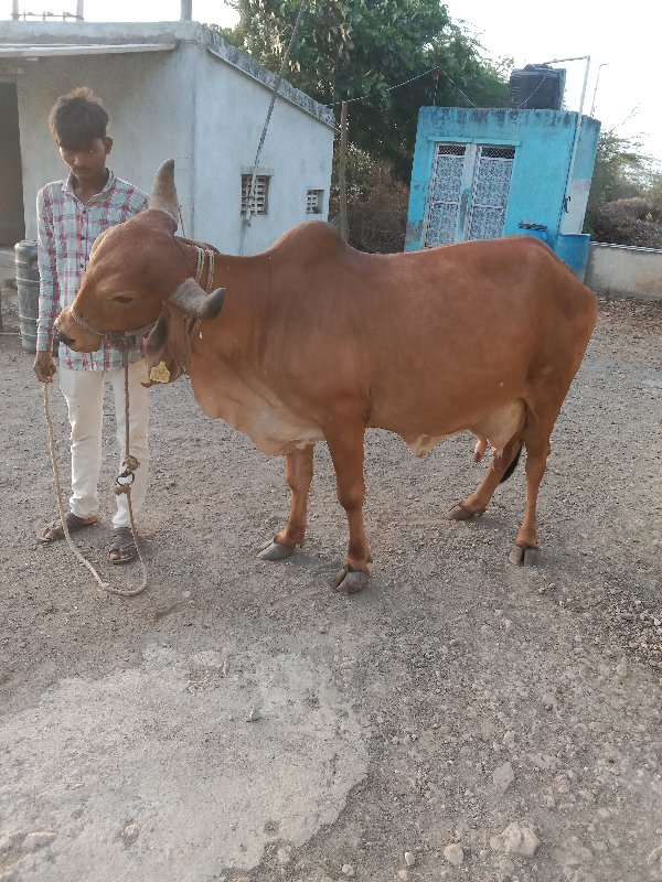 ગીર ગાય વેચવાની...