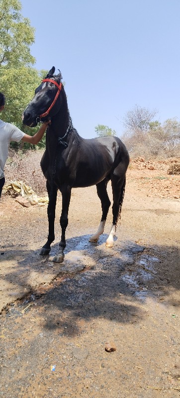 વછેરો વેચવાનો છ...