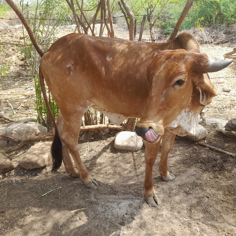 બે  વાછડી વેચવા...