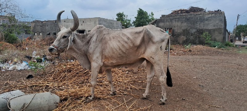 વઢીયારા બડદ વેચ...