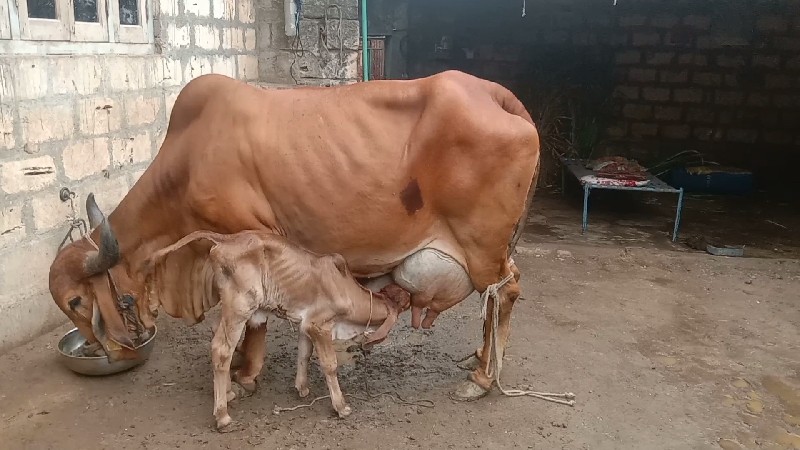 ગીર ગાય વેચવાની...