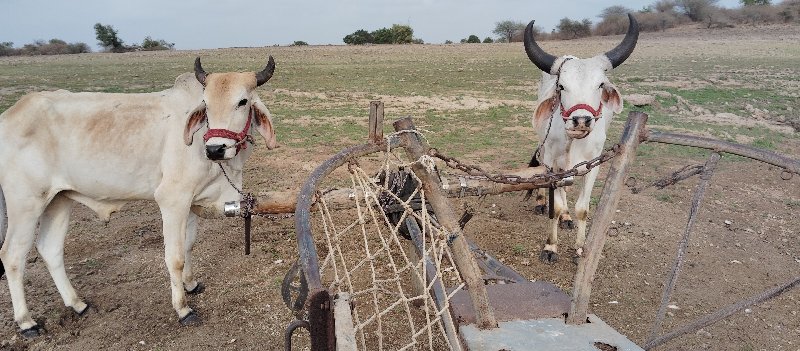 વાછડાં વેચવાના...