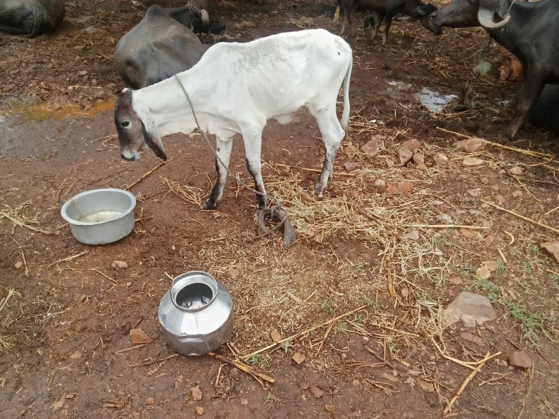 લરડીવાસડી