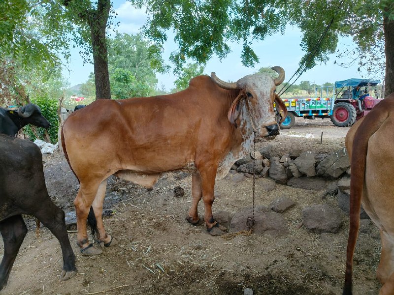 બળદ વેચવાના છે.