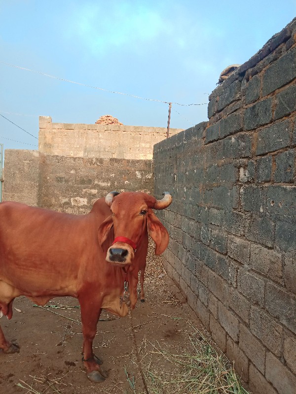 સુદગીર ગીર ગાયન...