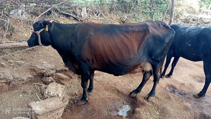 એસબગાય વેચવાની...