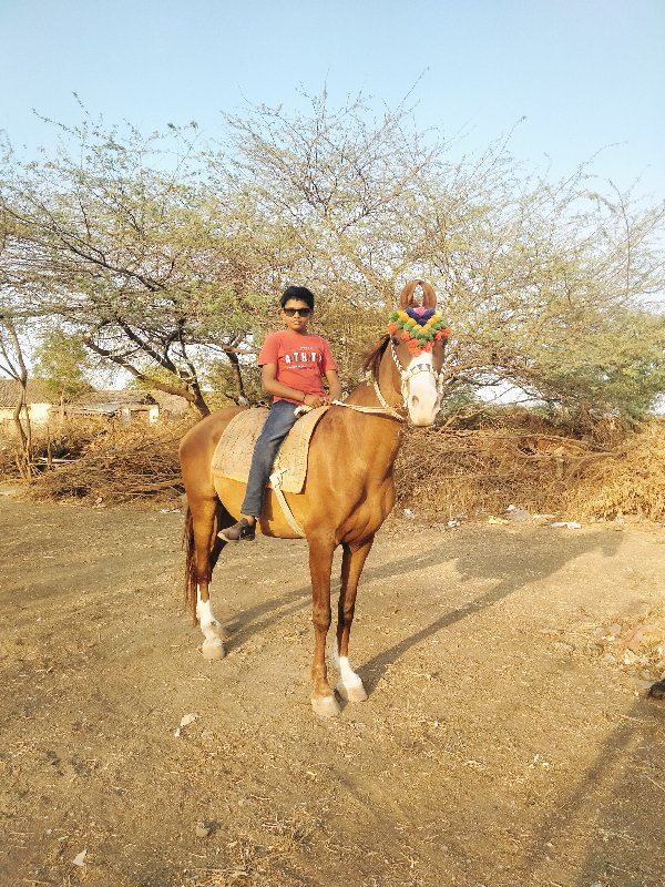 પ્યોર કાઠીયાવાડ...