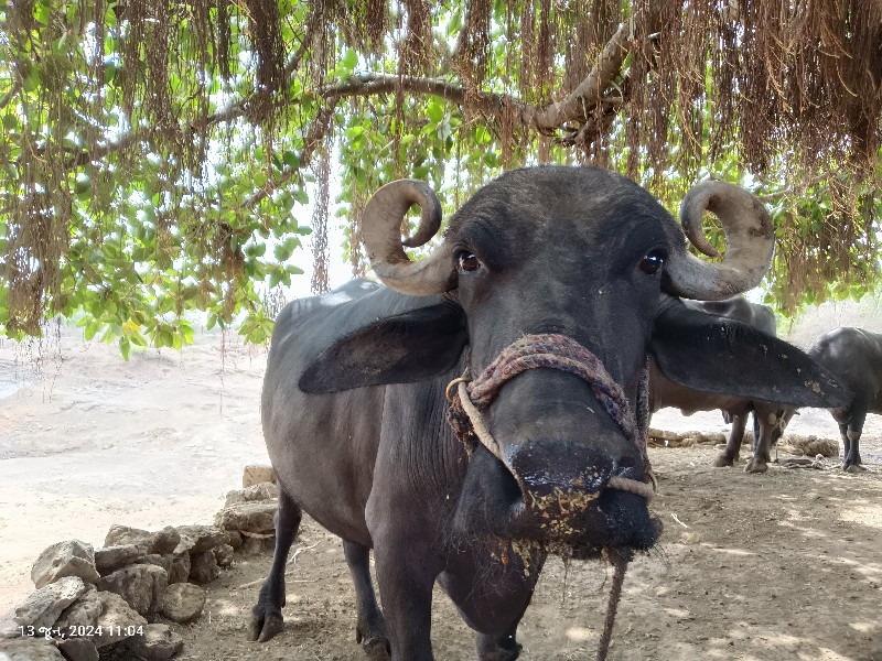 ભેંસ વેચવાની છે...