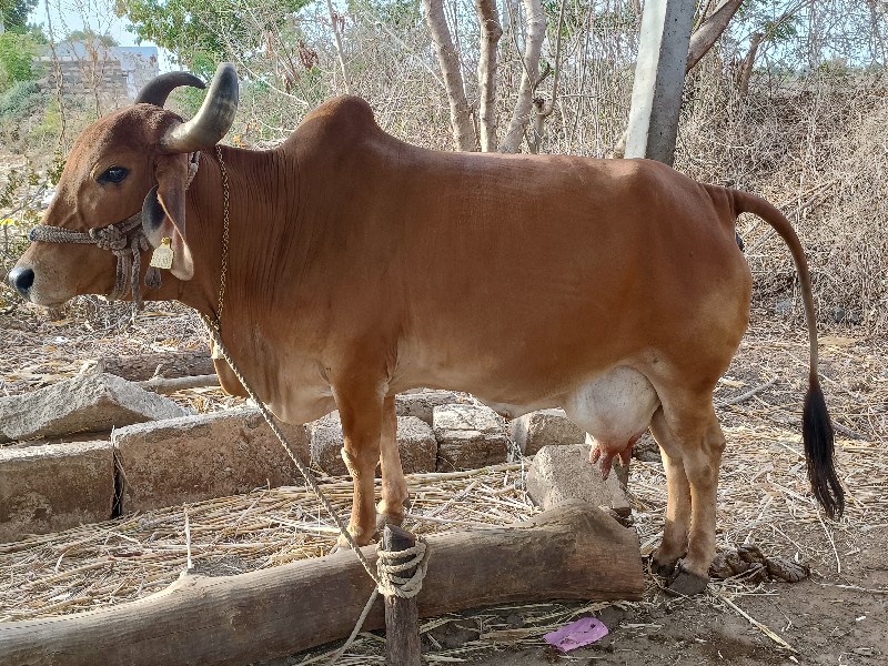 ગાય વેચવાની છે