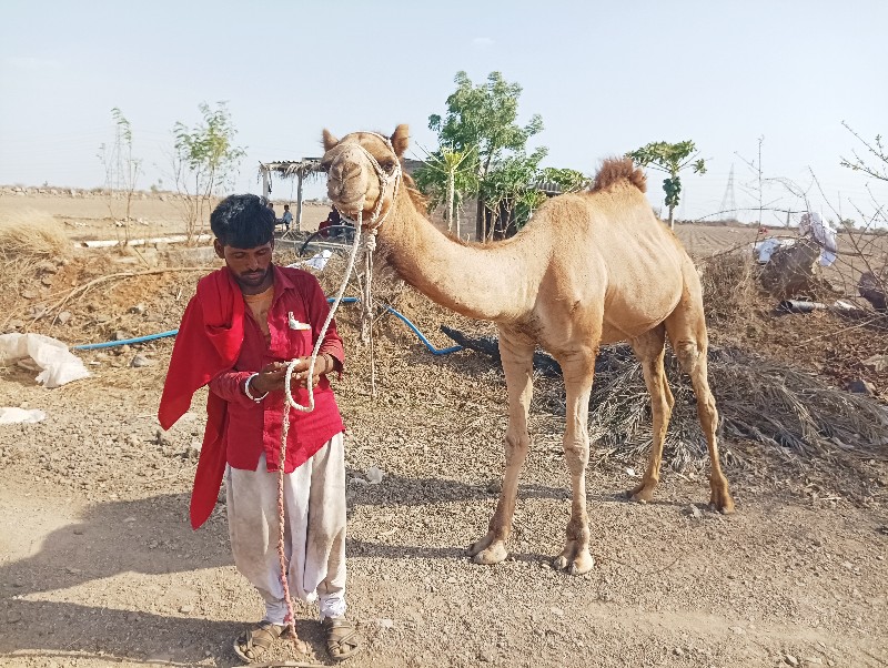 ઊટ વેચવાનું છે