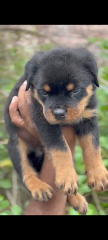 Rottweiler male