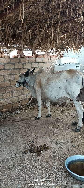 તન ગાયુ વેચવાની...