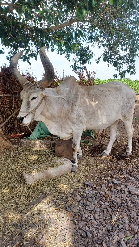 બળદ વેચવાનો છે