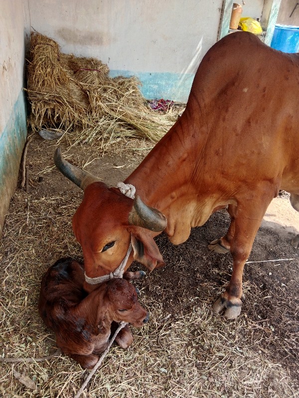 ગાય વેચવાની છે