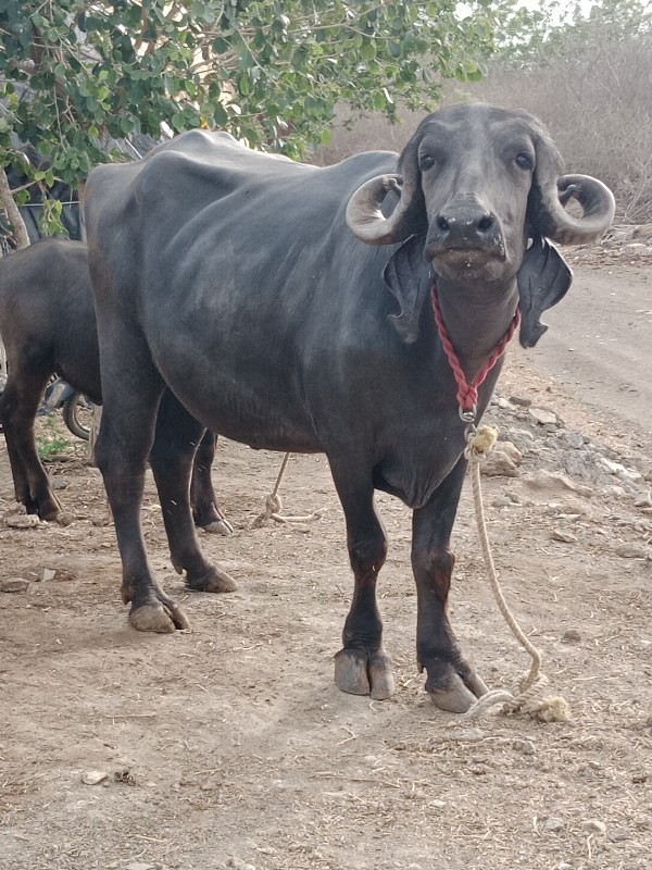 પેલું વેતર અખંડ...