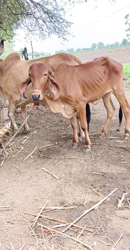 ગીર વાછડી વેચવા...