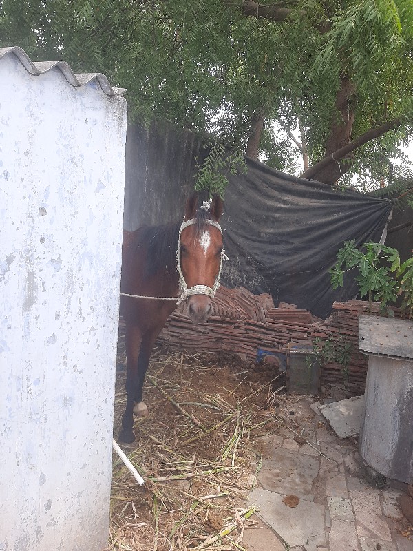 આઘોડીવેચવાનીસેત...