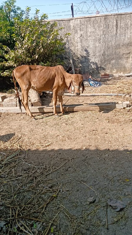 હોડકી વેંચવા ની...