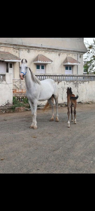 ઘોડિ છે