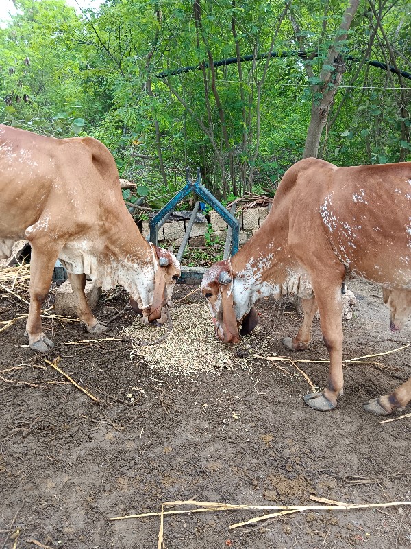 ગોઢલા વેચવાના છ...