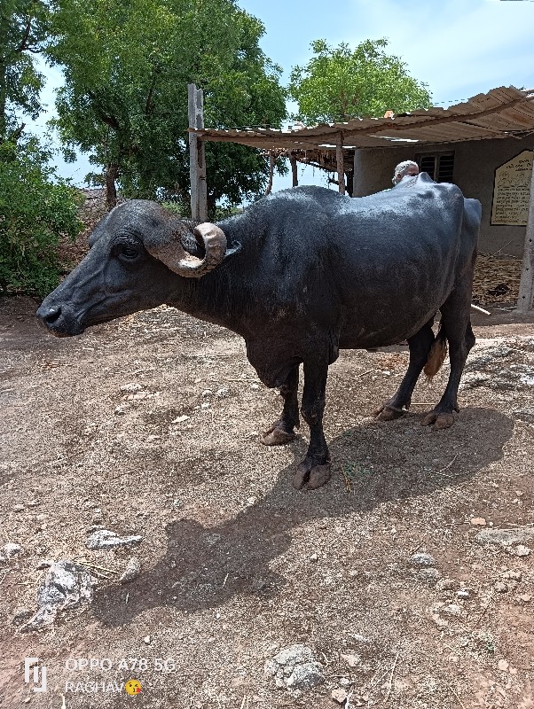 ભેંસ વેચવાની છે