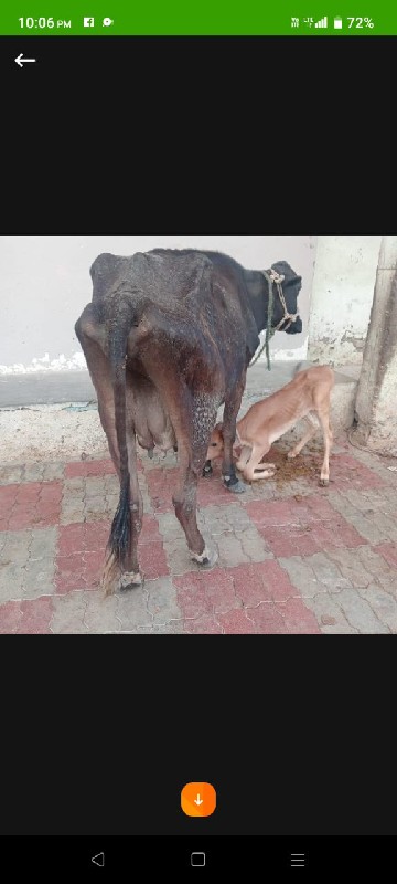 જર્સી હોડકી વેચ...