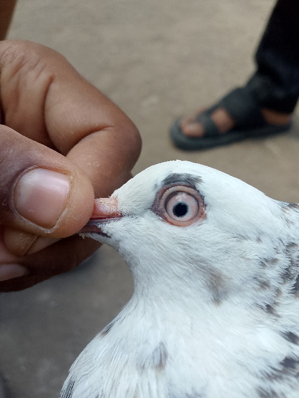 માદા વેસવા ની છ...