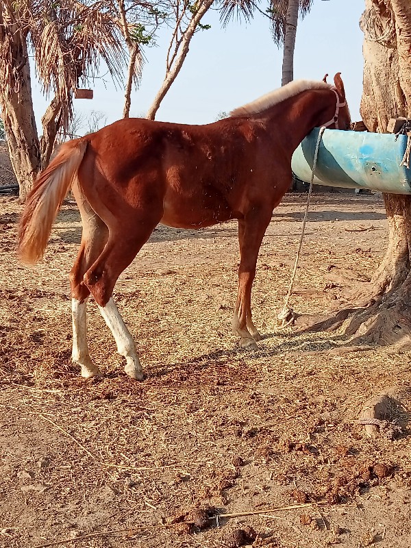 વસેરો વેસવાનો છ...