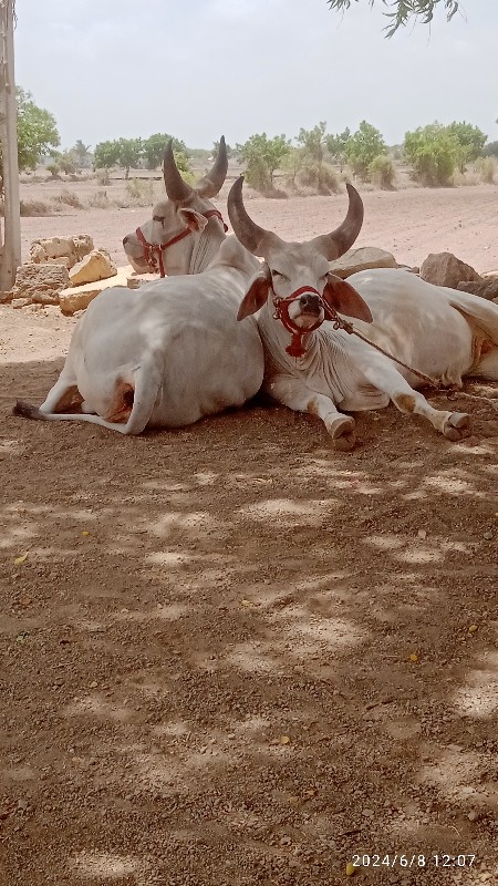 ગોધલા વેચવાના શ...