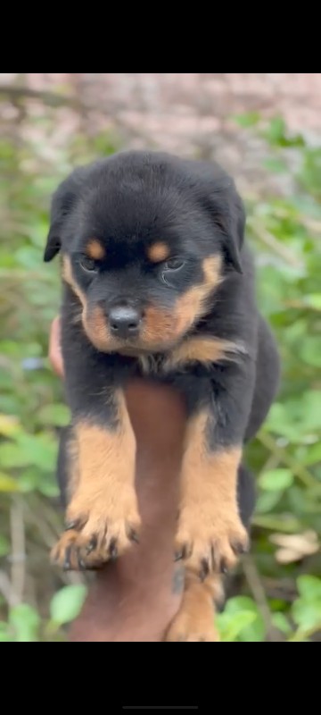 Rottweiler male