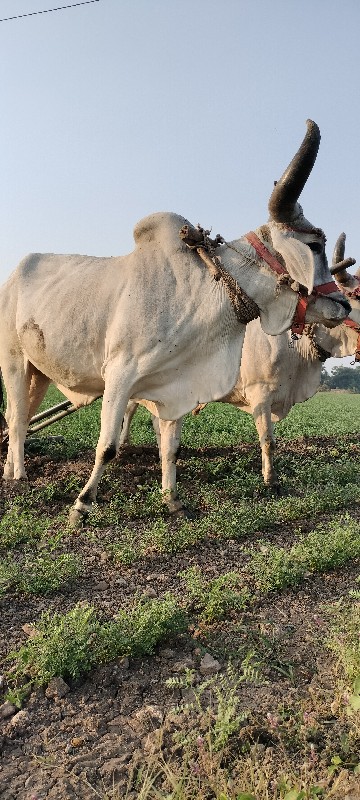 બળદ વેચવાના છે