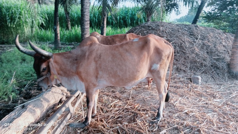 ગાય વેચવાની છે