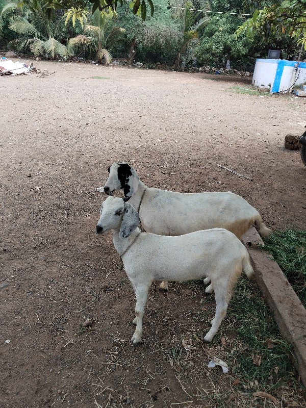 ચાર નંગ વેચવાના...