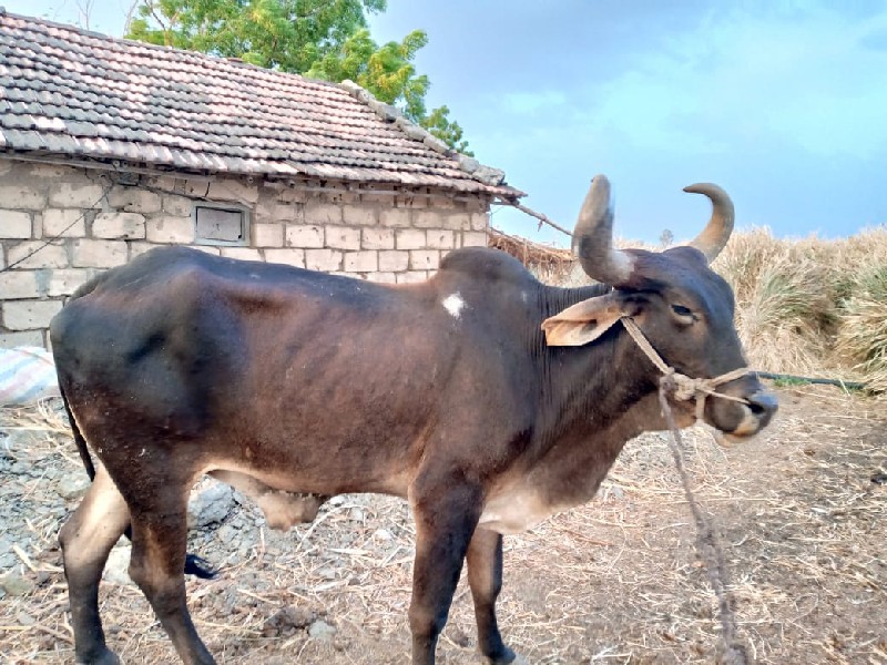 બળદ વેચવાનાં છે