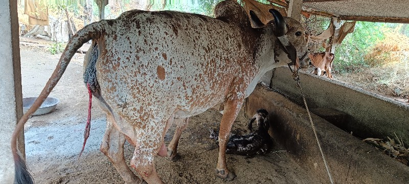 ગાય વેચવાની છે