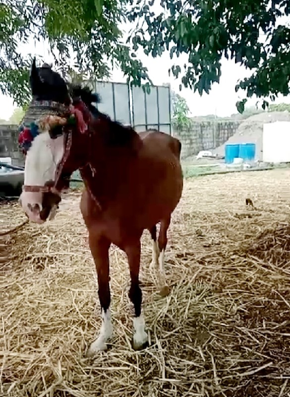 સાટુકવાનુસેદેવમ...