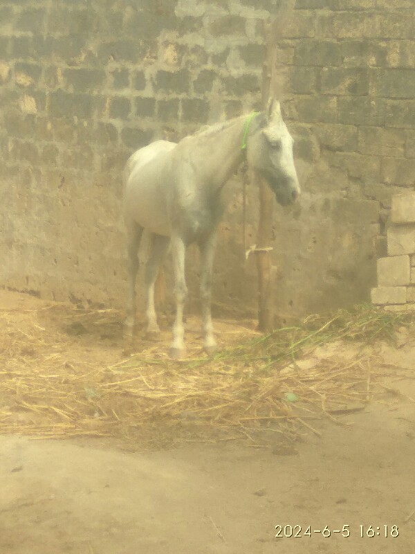 કોડી વેચવાની છે