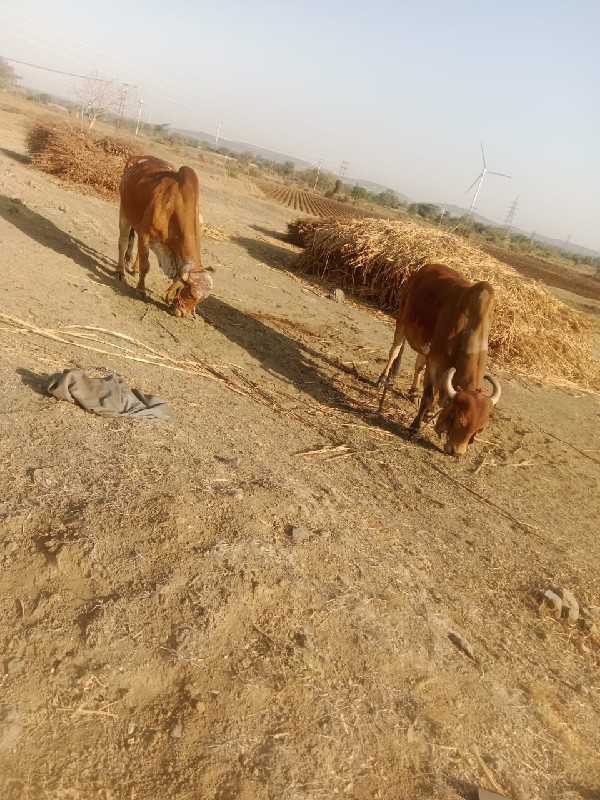 વેસવાનુસે