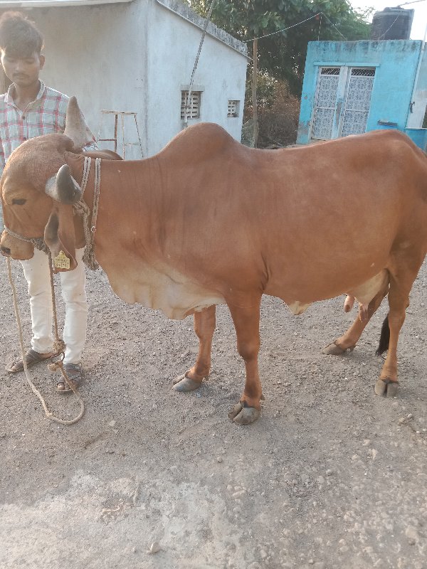 ગીર ગાય વેચવાની...