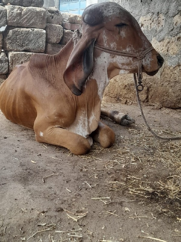 હોળકી વેચવાની છ...