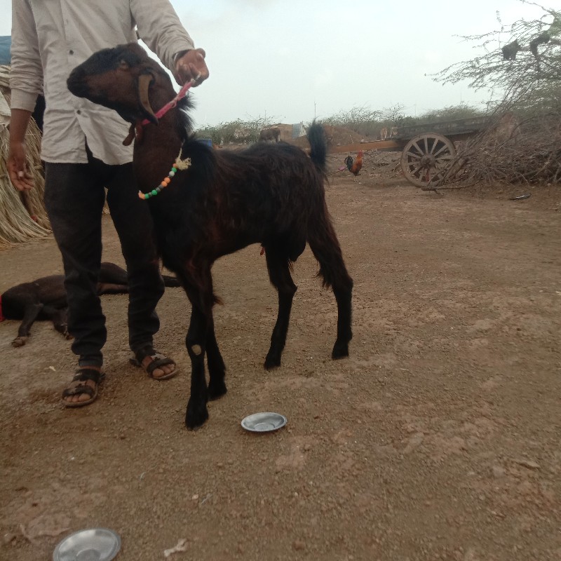 બકરા વેચવાના છે