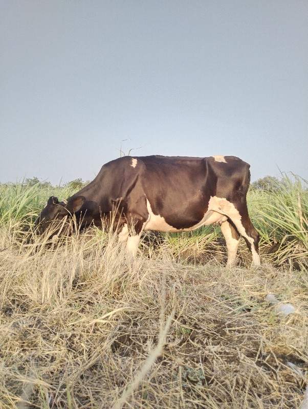 गाय