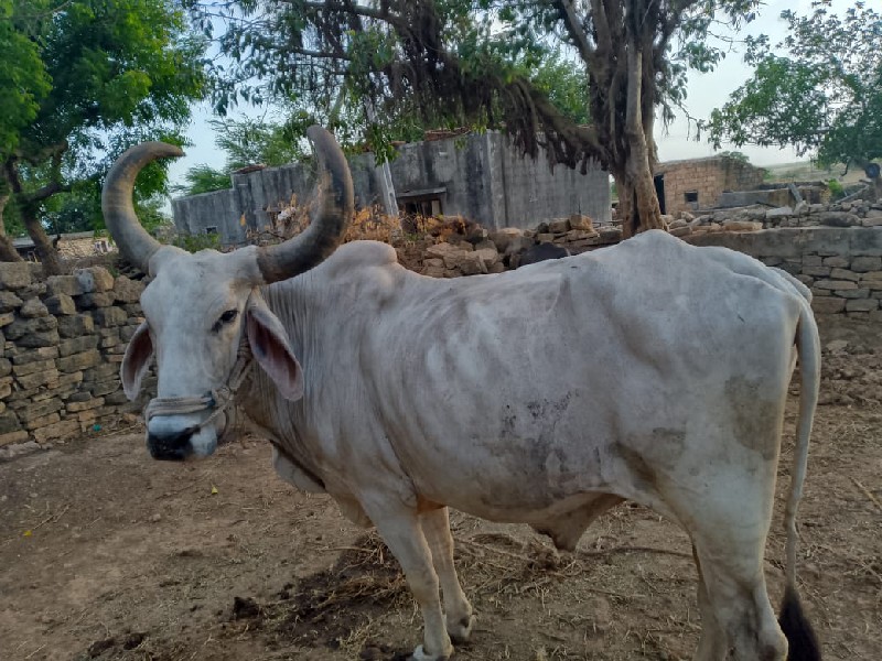 પોરબંદર   ભરવાડ...