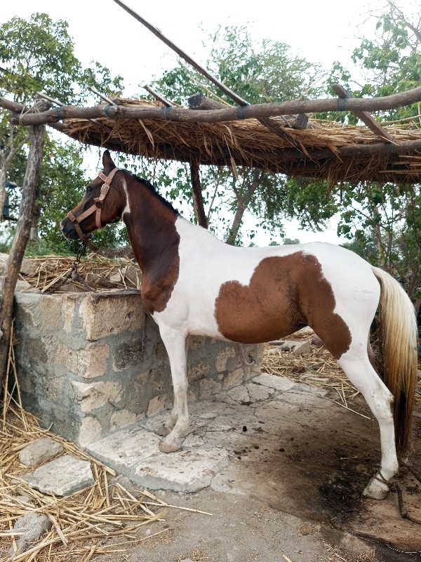 વેસવાની છે