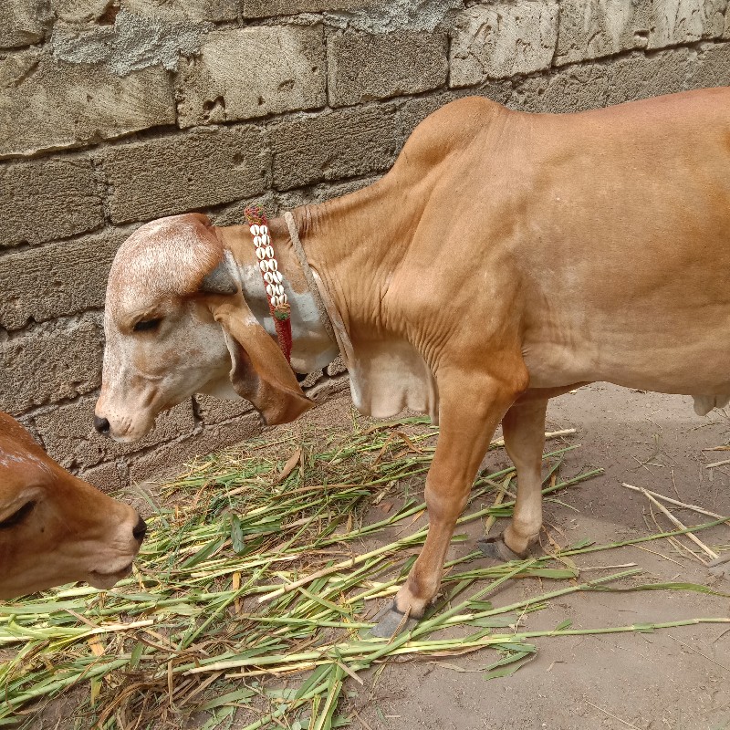 વાસડી