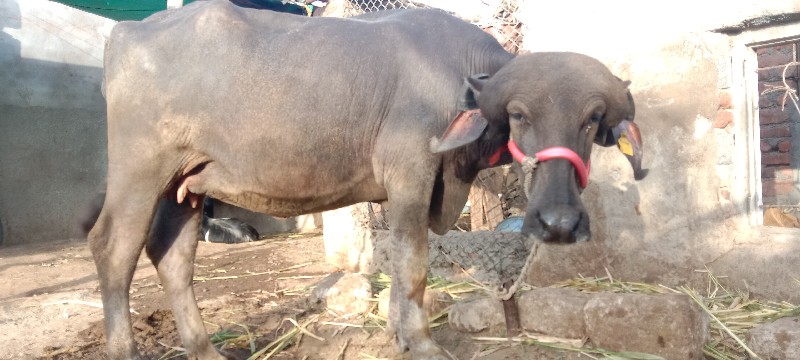 ખળેલી વેચવાની છ...