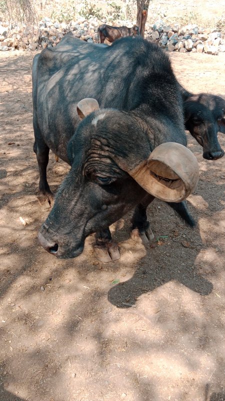 આ ભેંસ વેસવાની...